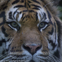 Buy canvas prints of Tiger Eye by Hannah Watson
