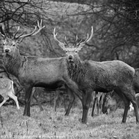 Buy canvas prints of Stags by Hannah Watson