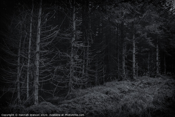Dark Harwood Forest Picture Board by Hannah Watson