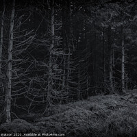 Buy canvas prints of Dark Harwood Forest by Hannah Watson