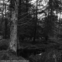 Buy canvas prints of Spooky Harwood Forest by Hannah Watson