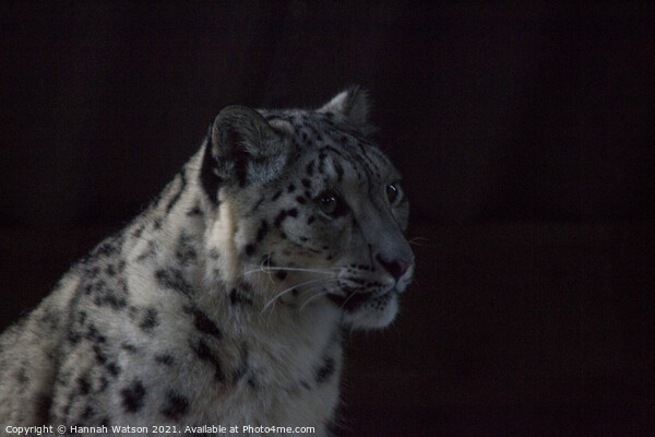 Snow Leopard 1 Picture Board by Hannah Watson