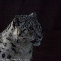 Buy canvas prints of Snow Leopard 1 by Hannah Watson