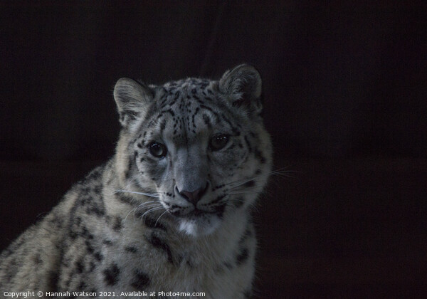 Snow Leopard 2 Picture Board by Hannah Watson