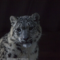 Buy canvas prints of Snow Leopard 2 by Hannah Watson