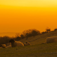Buy canvas prints of Sunrise on the South Downs by Eddie Howland