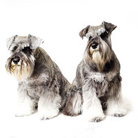 Buy canvas prints of Two Miniature Schnauzers by Eddie Howland