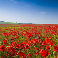 Buy canvas prints of Poppies in Sussex by Eddie Howland