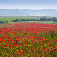 Buy canvas prints of Poppies in Sussex by Eddie Howland