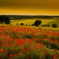 Buy canvas prints of Sunset over poppies in Sussex by Eddie Howland