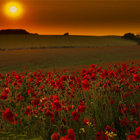 Buy canvas prints of Sunset over poppies in Sussex by Eddie Howland