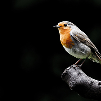 Buy canvas prints of Robin by Eddie Howland
