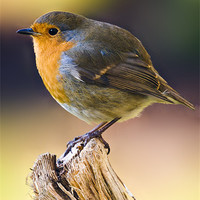 Buy canvas prints of Robin by Eddie Howland