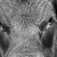 Buy canvas prints of Bulls Eye by Eddie Howland