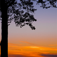 Buy canvas prints of Tree in the sunset by Eddie Howland