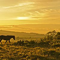 Buy canvas prints of Wild Pony at Sunset by Eddie Howland