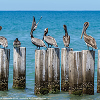 Buy canvas prints of Brown Pelicans in Treasure Beach, Jamaica by Karol Kozlowski