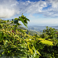 Buy canvas prints of Blue Mountain Coffee Plantation, Jamaica by Karol Kozlowski