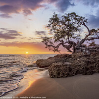 Buy canvas prints of Lone Tree at sunset, Treasure Beach, Jamaica by Karol Kozlowski