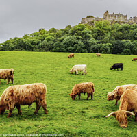 Buy canvas prints of Stirling Castle by Karol Kozlowski