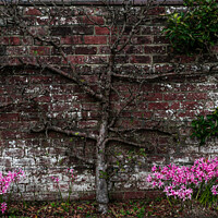 Buy canvas prints of A bare tree up against a nice brick wall, with lovely pink flowers  by Manoli Haralambakis