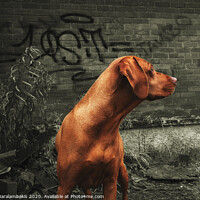 Buy canvas prints of Dog poses in front of a graffitied wall by Manoli Haralambakis