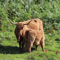 Buy canvas prints of Highland cow and calf by Thelma Blewitt