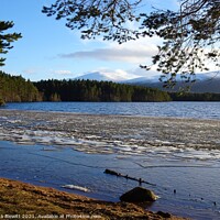 Buy canvas prints of Loch Garten Sun and Ice by Thelma Blewitt