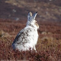 Buy canvas prints of Mountain Hare in heather by Thelma Blewitt