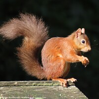 Buy canvas prints of Red squirrel posing by Thelma Blewitt