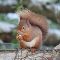 Buy canvas prints of Young red squirrel by Thelma Blewitt