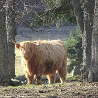 Buy canvas prints of Highland Cow by Thelma Blewitt