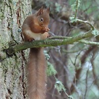 Buy canvas prints of Red Squirrel Dining by Thelma Blewitt