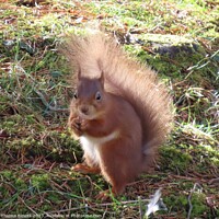 Buy canvas prints of Red Squirrel in the sunshine by Thelma Blewitt