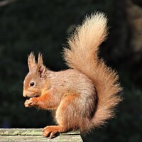 Buy canvas prints of Highland Red Squirrel by Thelma Blewitt