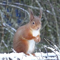 Buy canvas prints of Red Squirrel in Winter by Thelma Blewitt
