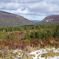 Buy canvas prints of Ryvoan Pass Cairngorms by Thelma Blewitt