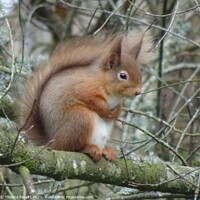 Buy canvas prints of Red Squirrel in Wintertime by Thelma Blewitt