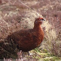 Buy canvas prints of Red Grouse in Heather by Thelma Blewitt