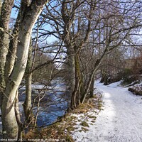 Buy canvas prints of Path along the River Nethy by Thelma Blewitt