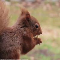Buy canvas prints of Red squirrel closeup by Thelma Blewitt
