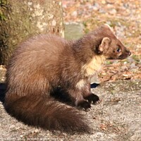 Buy canvas prints of Pine Marten resting by Thelma Blewitt
