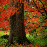 Buy canvas prints of Dream of autumn by Andrew Davies