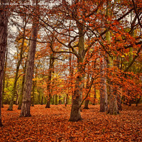 Buy canvas prints of Autumn trees.  by Caron York