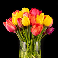 Buy canvas prints of Large colorful bouquet of tulips in big glass vase in front of a black background by Thomas Klee