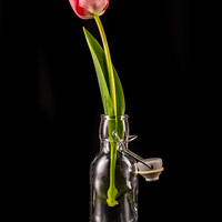 Buy canvas prints of A red tulip in a small glass bottle with a swing stopper by Thomas Klee