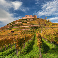 Buy canvas prints of The castle ruin with vineyard in Staufen by Thomas Klee