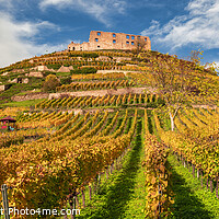 Buy canvas prints of The castle ruin with vineyard in Staufen 2 by Thomas Klee