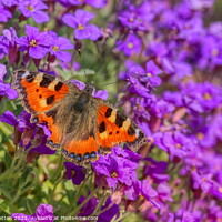 Buy canvas prints of Tortoiseshell Butterfly on Aubretia flowers by Helkoryo Photography