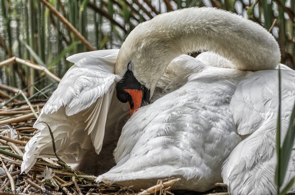 Swan settling her young under her wing Picture Board by Helkoryo Photography